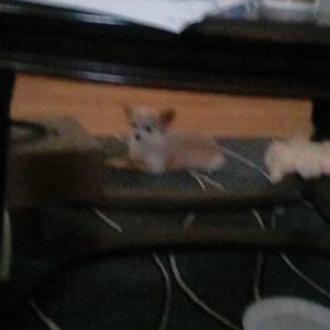 Meet your Posher, Chetra